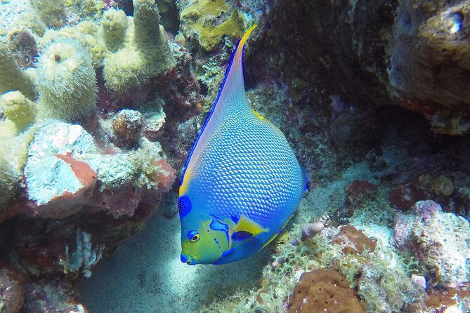 Snorkeling Adventure in St Thomas - Frequently Asked Questions