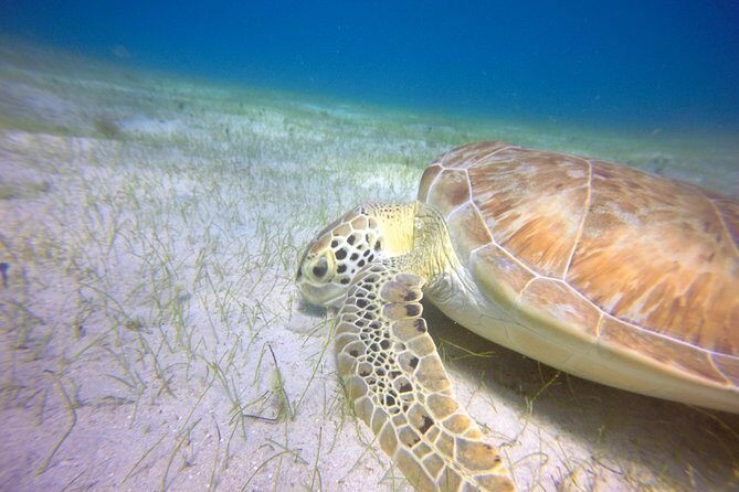 Snorkeling Adventure in St Thomas - Final Words