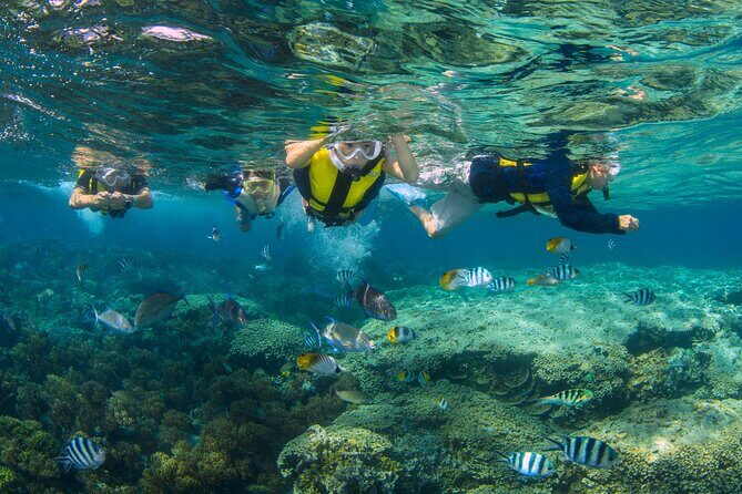 Snorkeling and Dolphin Watching with Lunch Package - Key Points