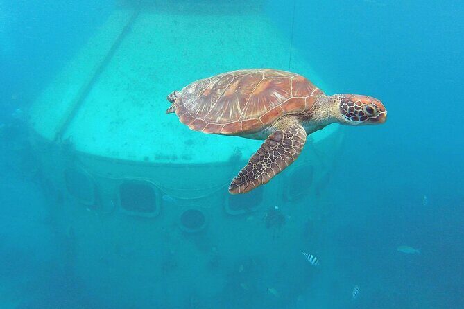 Snorkeling and Dolphin Watching with Lunch Package - An In-Depth Look at What to Expect