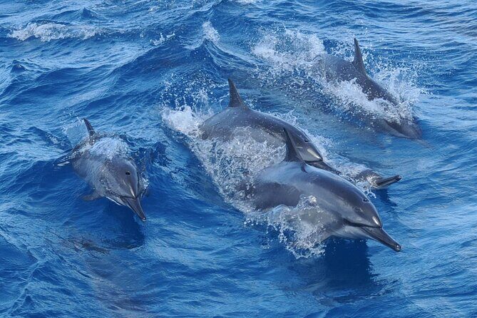 Snorkeling and Dolphin Watching with Lunch Package - Frequently Asked Questions