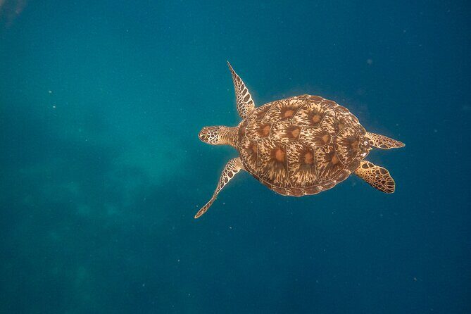 Snorkeling and Freediving Trip around Nusa Penida - What Does the Cost Get You?