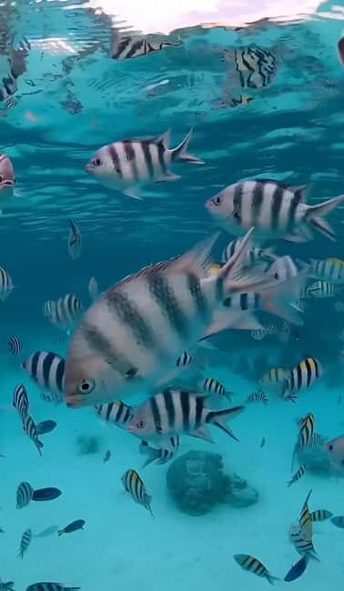 Snorkeling and swimming with dolphins at mnemba island - FAQ