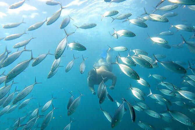 Snorkeling and whale watching Tour in Cabo - Final Thoughts