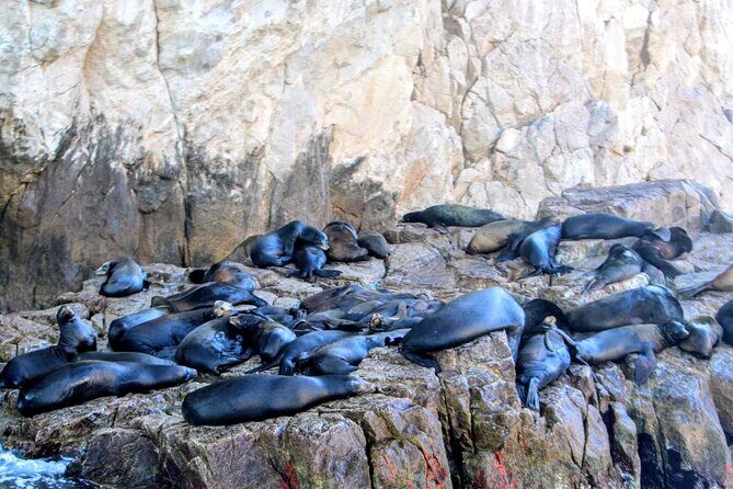 Snorkeling and whale watching Tour in Cabo - Frequently Asked Questions