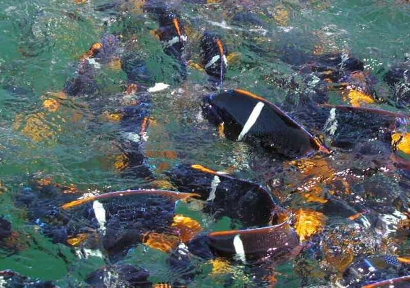 Snorkeling and Yelapa Beach Tour Majahuitas - Who Should Consider This Tour?
