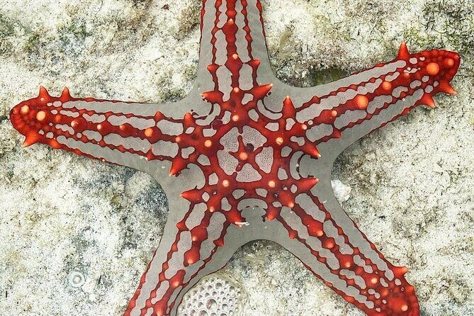 Snorkeling at Blue Lagoon; Starfish; The Rock Restaurant & Paje Beach - Who Will Love This Tour?
