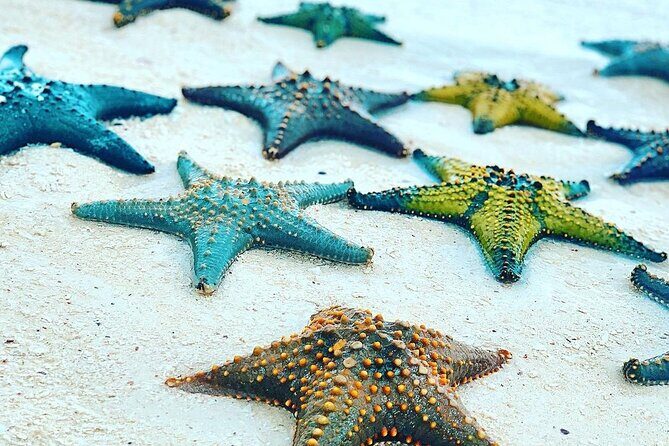 Snorkeling at Blue Lagoon; Starfish; The Rock Restaurant & Paje Beach - Final Thoughts