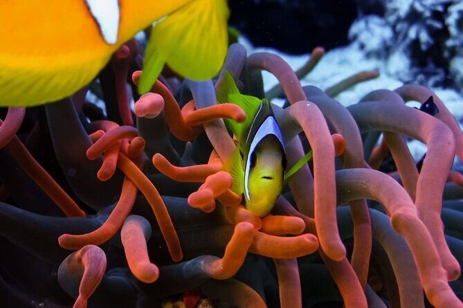 Snorkeling at Blue Lagoon; Starfish; The Rock Restaurant & Paje Beach - FAQ
