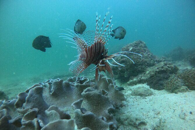 Snorkeling at Dimaniyat Islands and Dolphin Watching - Practical Tips for Travelers
