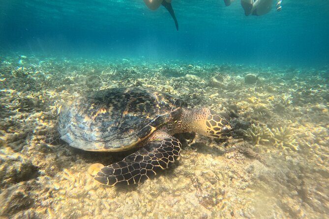 Snorkeling at Menjangan Island Bali Hidden Underwater Gem - Exploring the Snorkeling Experience: What You Can Expect