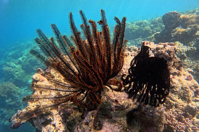 Snorkeling at Menjangan Island Bali Hidden Underwater Gem - Who Will Love This Tour?