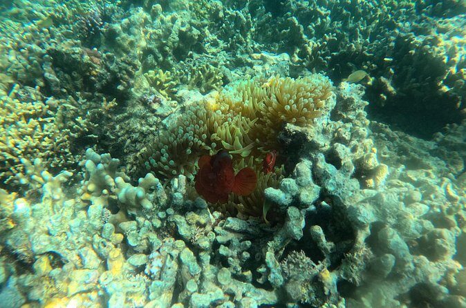 Snorkeling at Menjangan Island Bali Hidden Underwater Gem - FAQ