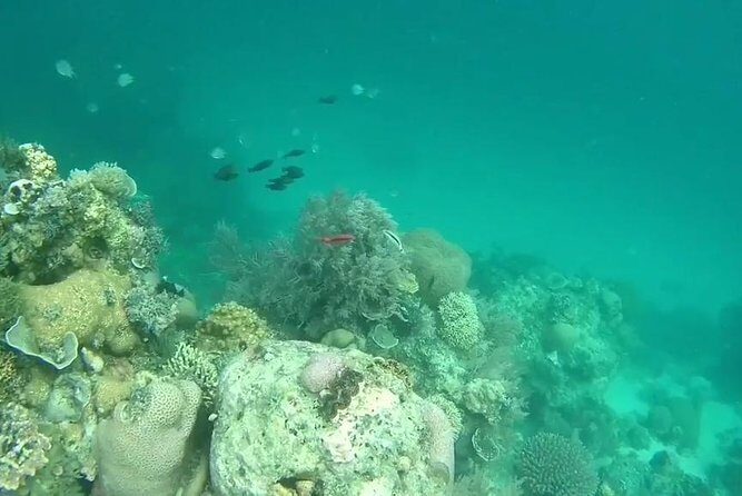 Snorkeling At Misali Island - Who Should Consider This Tour?