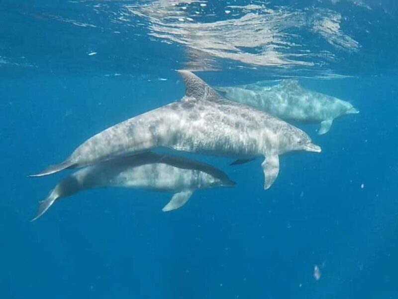 Snorkeling at Mnemba atoll - Key Points