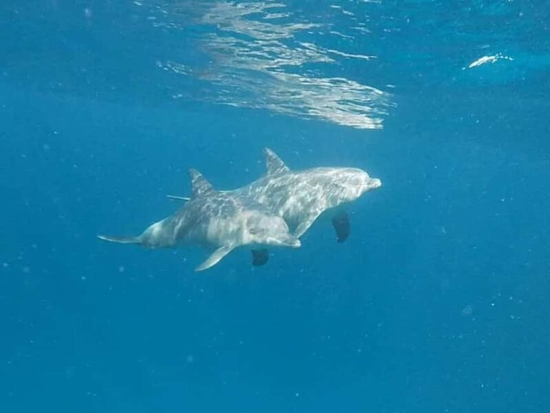 Snorkeling at Mnemba atoll - A Closer Look at the Mnemba Atoll Snorkeling Tour