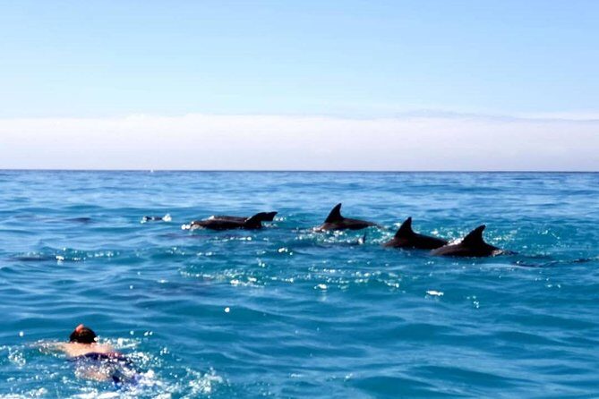 Snorkeling at Mnemba Atoll - Practical Details: Cost, Duration, and What You Need to Know