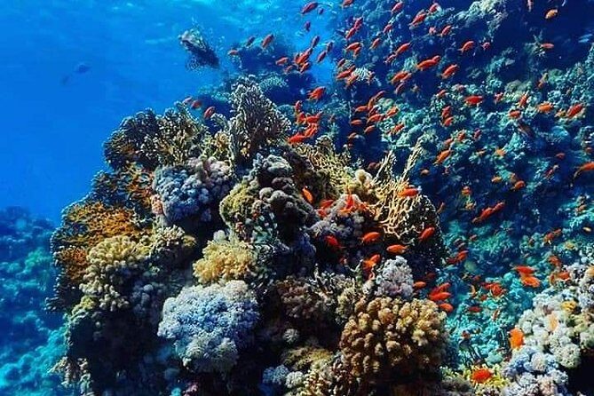 Snorkeling at Orange Island & Water Sports with Lunch - Hurghada - Authentic Feedback from Travelers