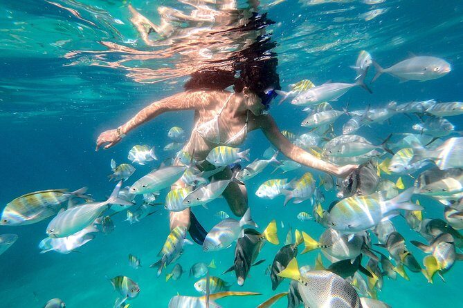 Snorkeling at Pelicans Rock - Key Points