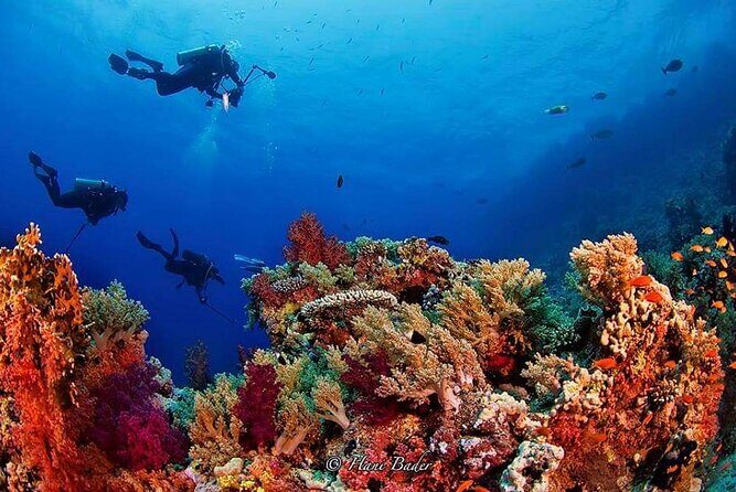 Snorkeling at Ras Mohamed in Sharm El Sheikh - A Step-by-Step Look at the Itinerary