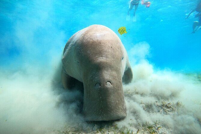 Snorkeling Boat Trip with Dugongs and Turtles in Marsa Alam - Key Points