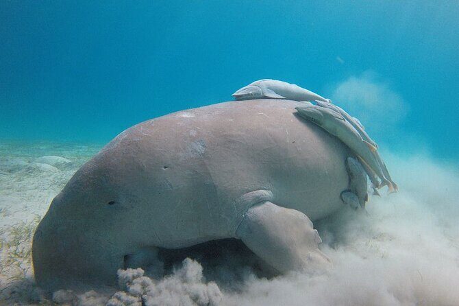 Snorkeling Boat Trip with Dugongs and Turtles in Marsa Alam - An In-Depth Look at the Marsa Alam Snorkeling Trip