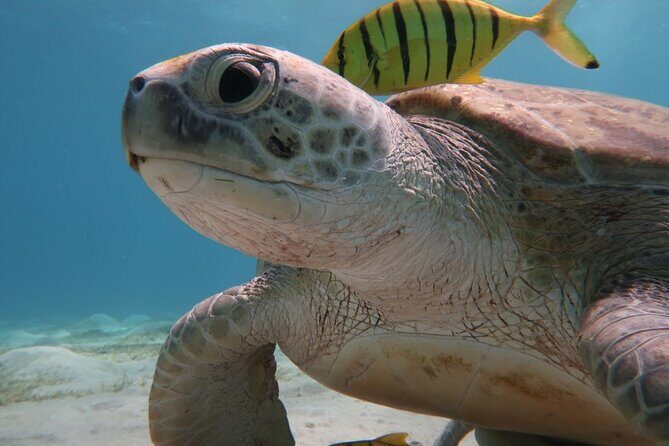 Snorkeling Boat Trip with Dugongs and Turtles in Marsa Alam - Who Will Love This Tour?