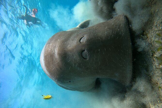 Snorkeling Boat Trip with Dugongs and Turtles in Marsa Alam - FAQ