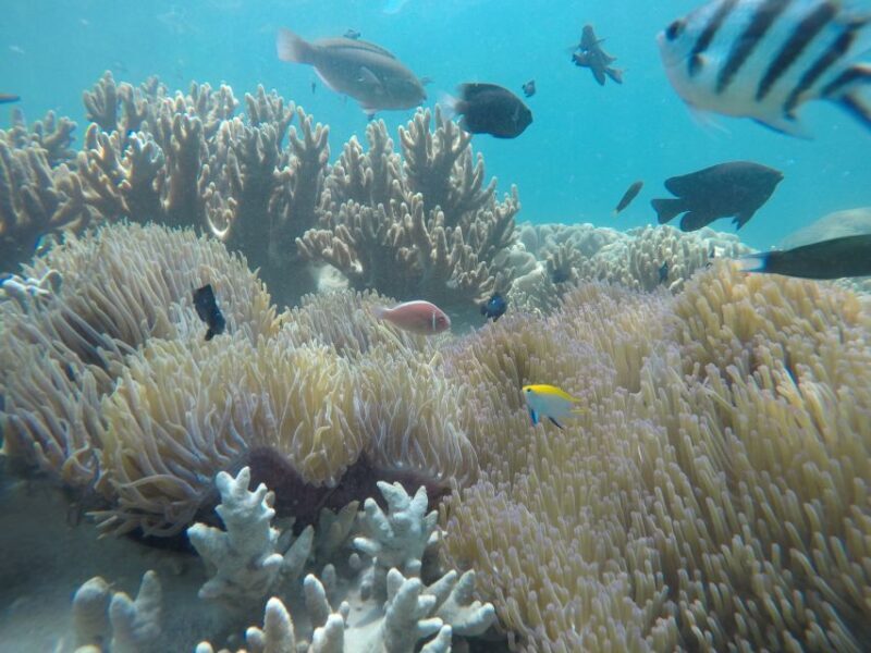 Snorkeling Cham Island: Snorkeling Tour by Speed Boat - Authentic Insights from Travelers