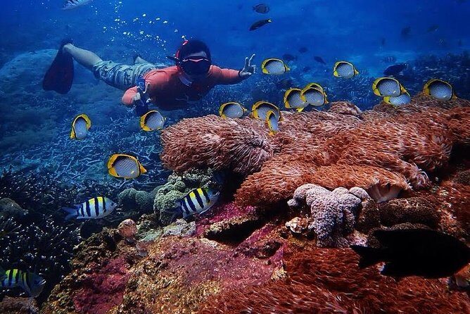 Snorkeling Day Trip To Lembongan and Penida - Key Points