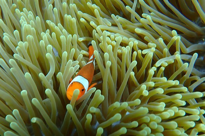 Snorkeling Day Trip To Lembongan and Penida - What Travelers Say