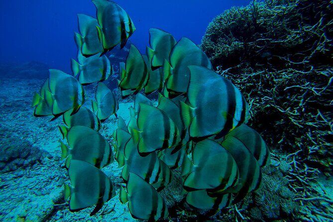 Snorkeling Day Trip to Nusa Lembongan and Nusa Penida - Who Is This Tour Best For?