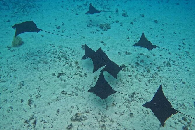 Snorkeling EN Small Group Tour in Tahiti - What Makes This Tour Stand Out?