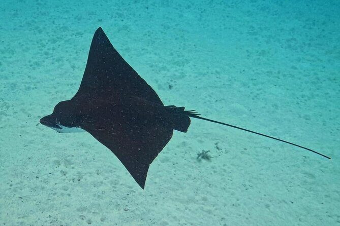 Snorkeling EN Small Group Tour in Tahiti - The Sum Up