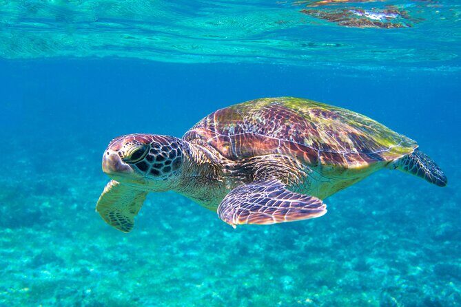 Snorkeling EN Underwater Scooter in Tahiti - What Makes This Tour Unique?