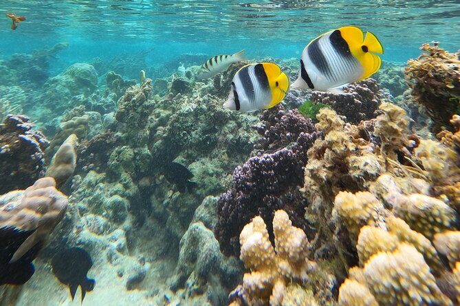 Snorkeling EN Underwater Scooter in Tahiti - The Marine Life and Scenery