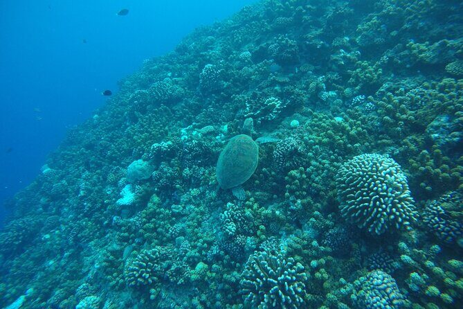 Snorkeling EN Underwater Scooter in Tahiti - What We Love About This Tour