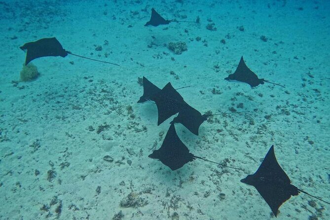 Snorkeling EN Underwater Scooter in Tahiti - Final Thoughts: Who Should Consider This Tour?