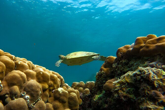Snorkeling Experience at Ad Daymaniyat Islands in Muscat - Final Thoughts