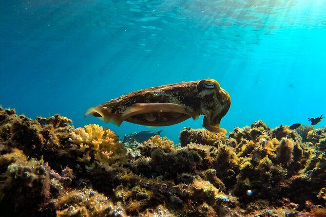 Snorkeling Experience at Ad Daymaniyat Islands in Muscat - Frequently Asked Questions