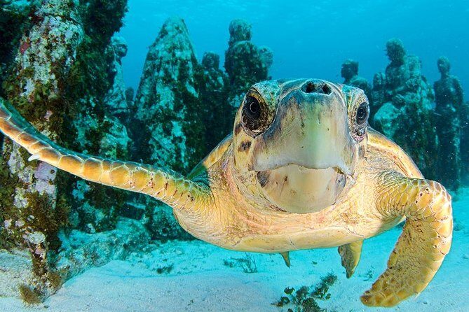 Snorkeling Experience in Cancun - Hands Underwater Museum - Key Points