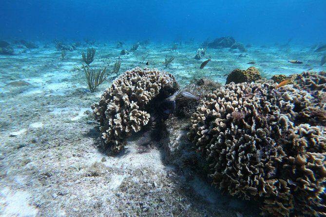 Snorkeling Experience in Cozumel with Transportation from Cancun - What’s Included and What to Keep in Mind