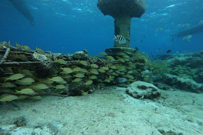 Snorkeling Experience in Cozumel with Transportation from Cancun - Authenticity and Value