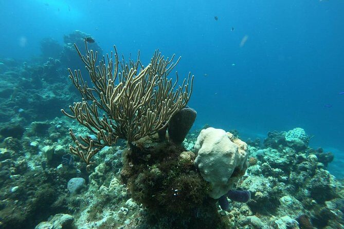Snorkeling Experience in Cozumel with Transportation from Cancun - Who This Tour Is Best For