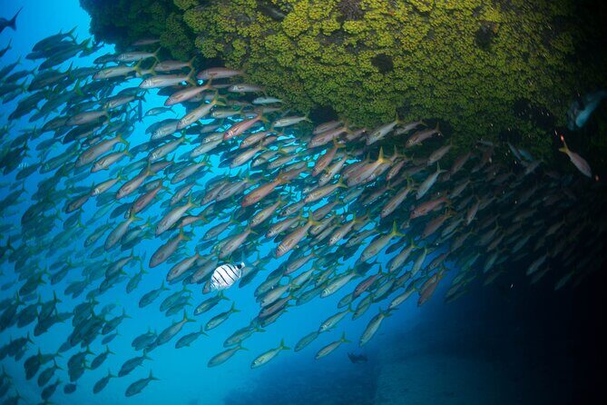 Snorkeling Experience in Santa Maria Bay by boat - The Benefits of Small-Group Snorkeling
