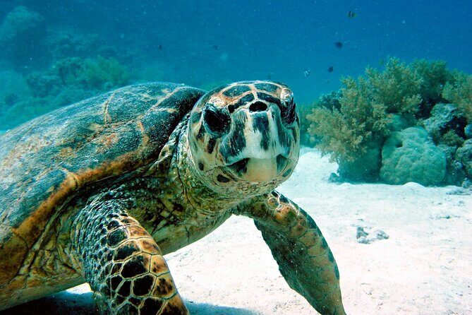 Snorkeling Experience with Turtles in Cenote in Riviera Maya - Key Points