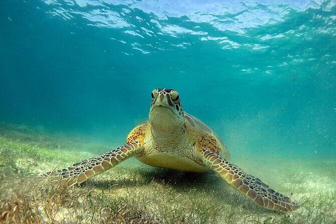 Snorkeling Experience with Turtles in Cenote in Riviera Maya - Final Thoughts