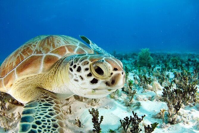 Snorkeling Experience with Turtles in Cenote in Riviera Maya - FAQ