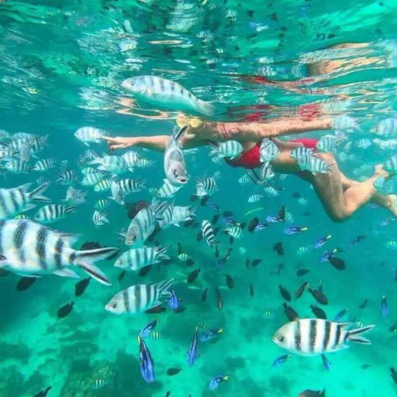 Snorkeling Express Puerto Morelos - An In-Depth Look at Snorkeling Express Puerto Morelos