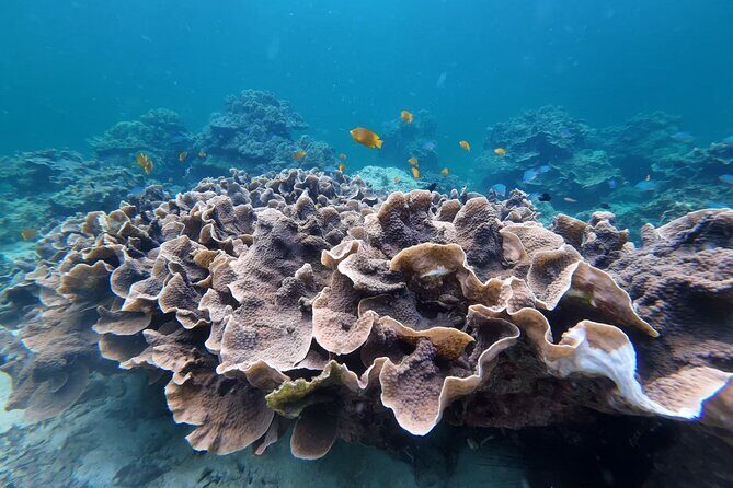 Snorkeling + Free Underwater Photos by Longtail Boat  Koh Lipe A - Authentic and Well-Reviewed